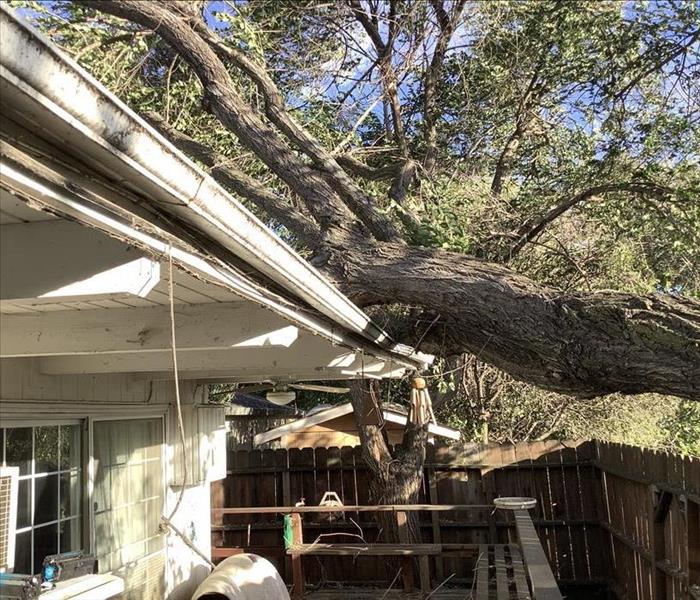 Fallen Tree from Storm