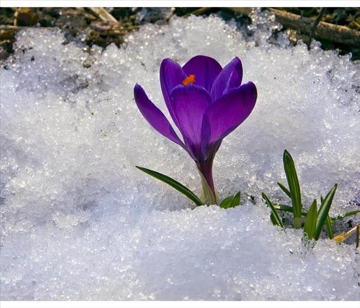 Purple flower surrounded by snow